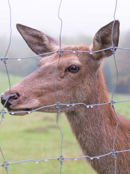 farm fence