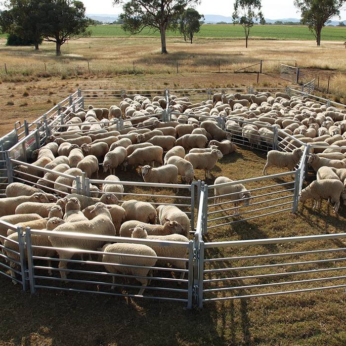 Many sheep are raised in sheep panel.